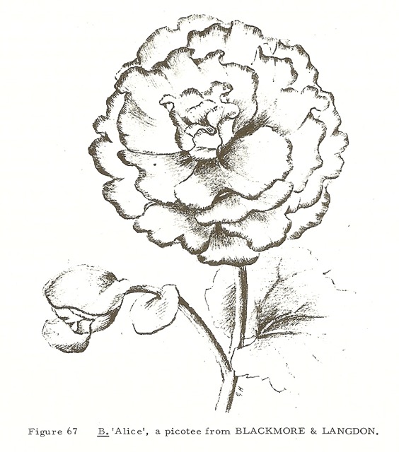 B. ‘Alice’